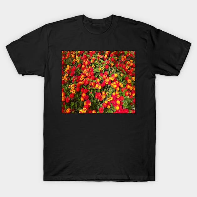 Beautiful Red And Orange Lantana Flowers T-Shirt by egcreations